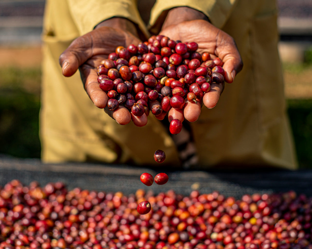 Rwanda - Gasharu - Espresso