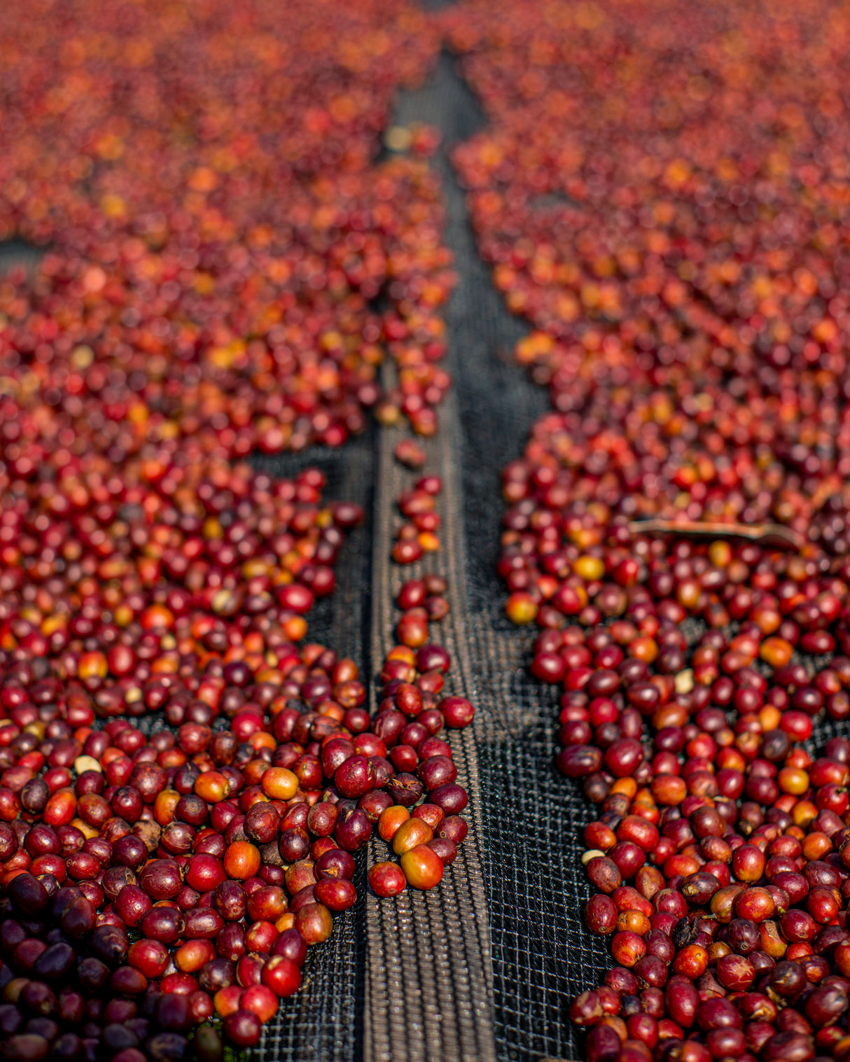 Rwanda - Gasharu - Espresso