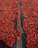 Rwanda - Gasharu - Espresso